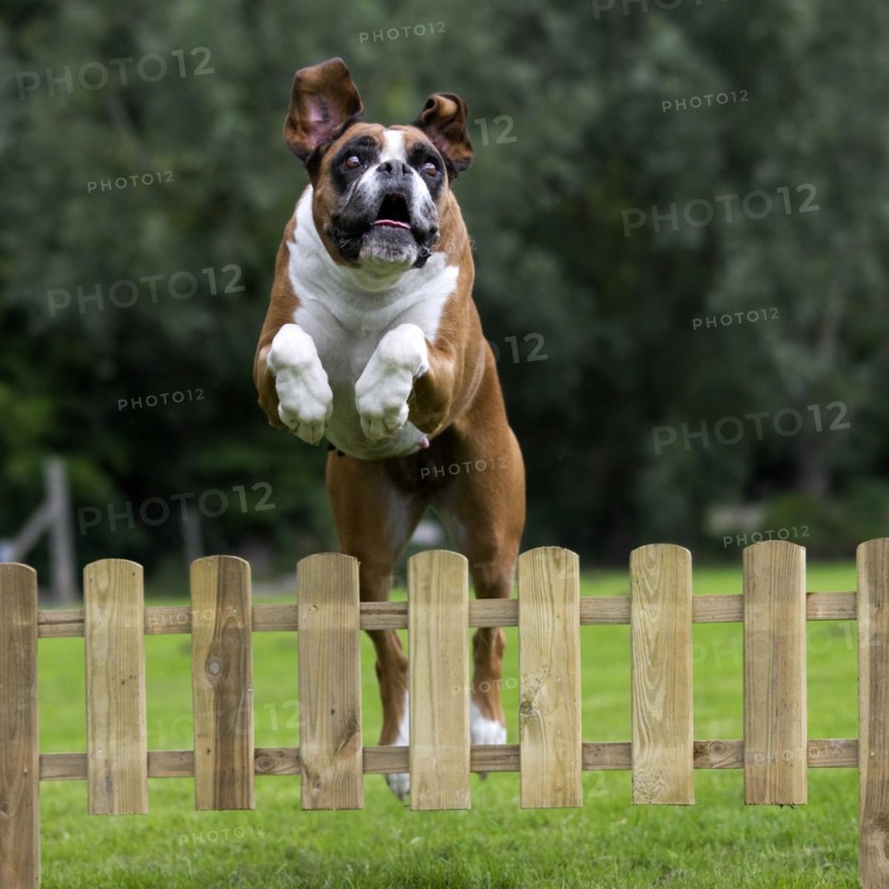 Boxer dog