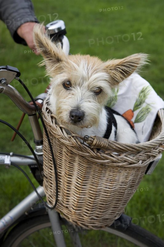 Rough-coated Jack Russell terrier