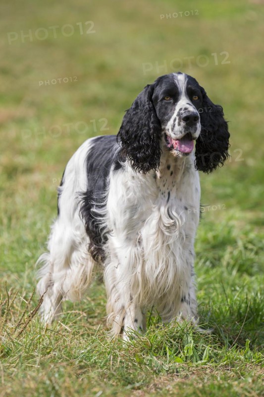 English Springer Spaniel