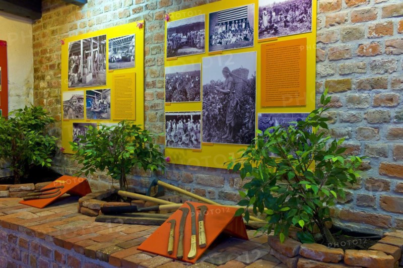 Tea cultivation and harvesting in India