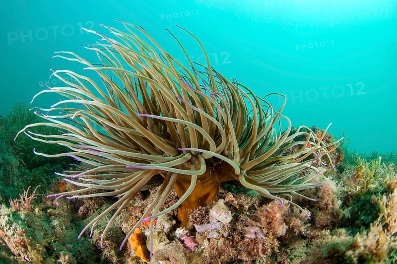 Snakelocks anemone