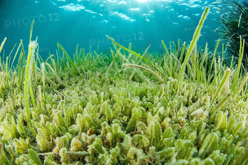 Lessepsian seagrass species Halophila stipulacea