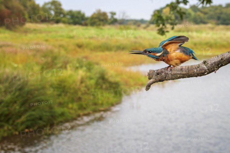 Common kingfisher