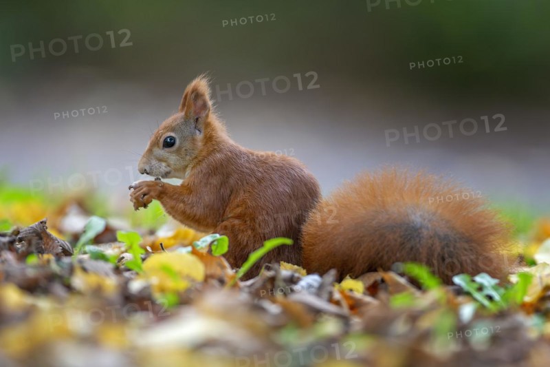 Eurasian red squirrels