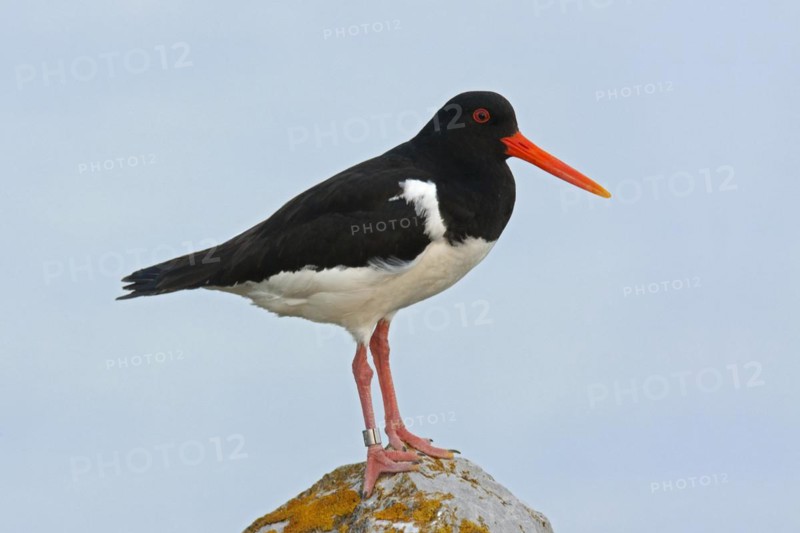 Common Pied Oystercatcher