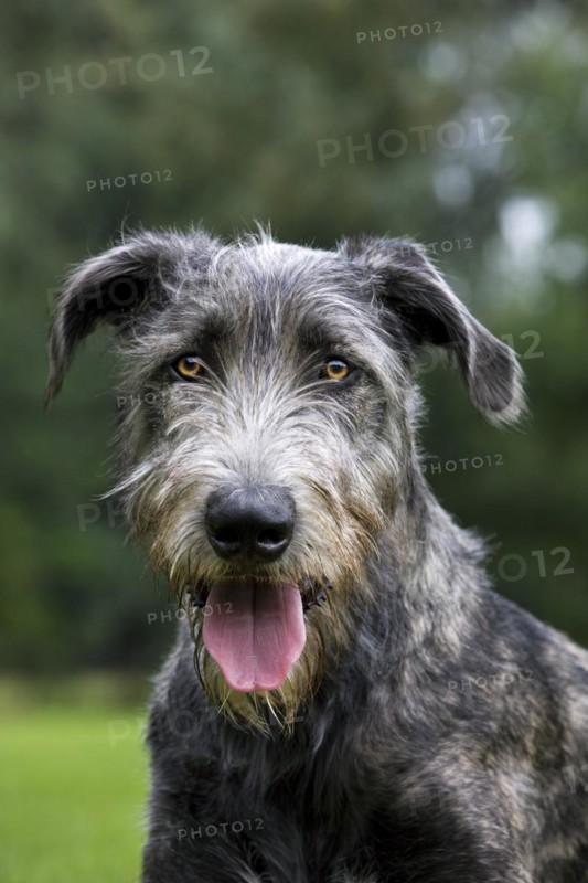 Irish wolfhound