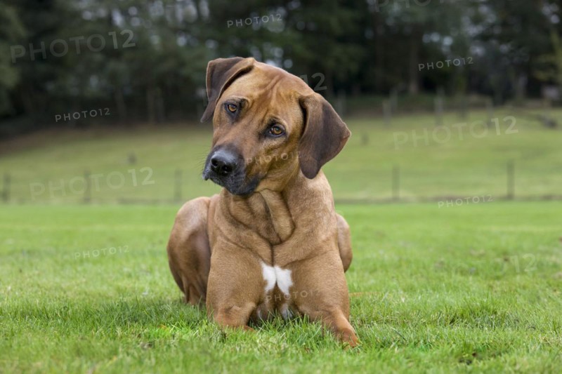 Rhodesian Ridgeback