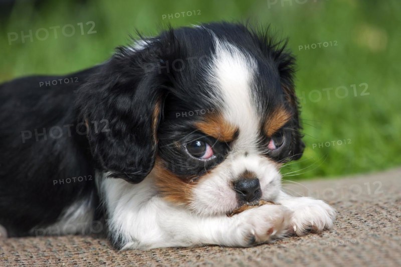 Cavalier King Charles Spaniel pup lying in garden