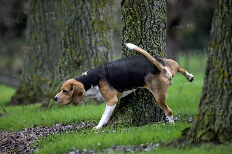 Tricolour Beagle dog urinates against tree in forest