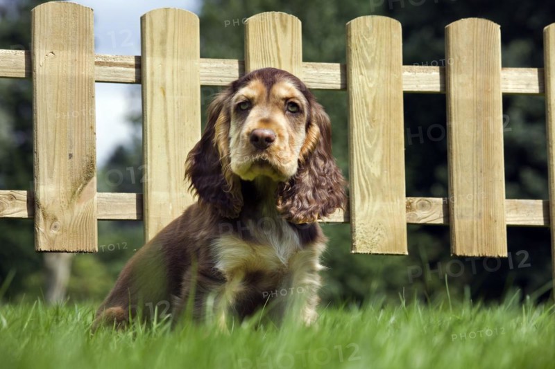 English Cocker Spaniel