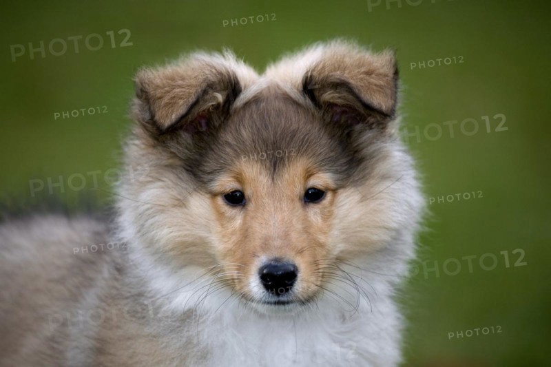 Shetland Sheepdog