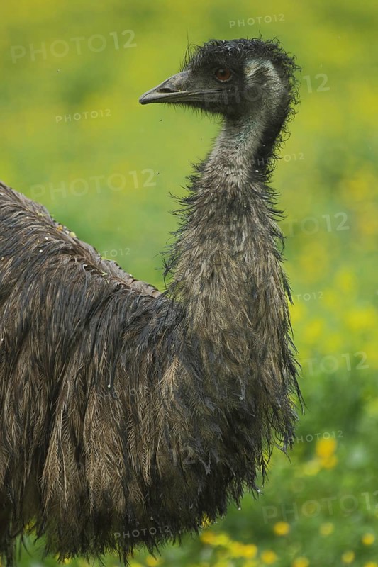 Emu