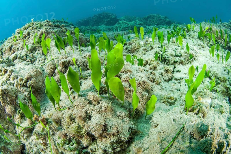 Green alga Caulerpa prolifera