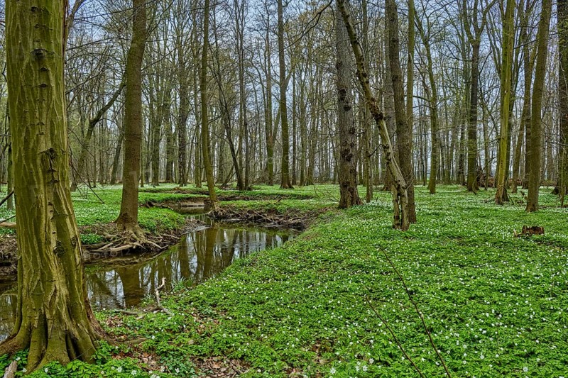 The Lasker Auenwald nature reserve in the Sorbian settlement area in spring