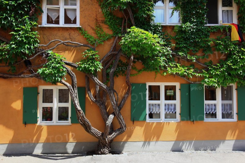 House facade with tree in front