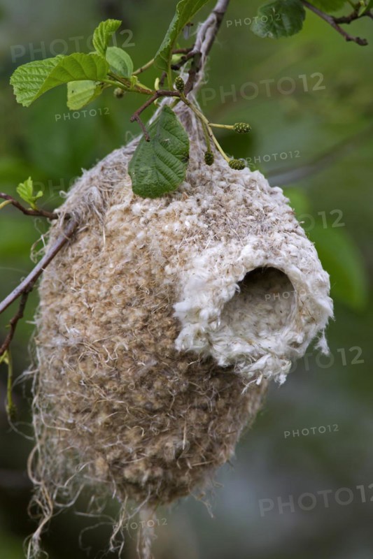 European Penduline Tit