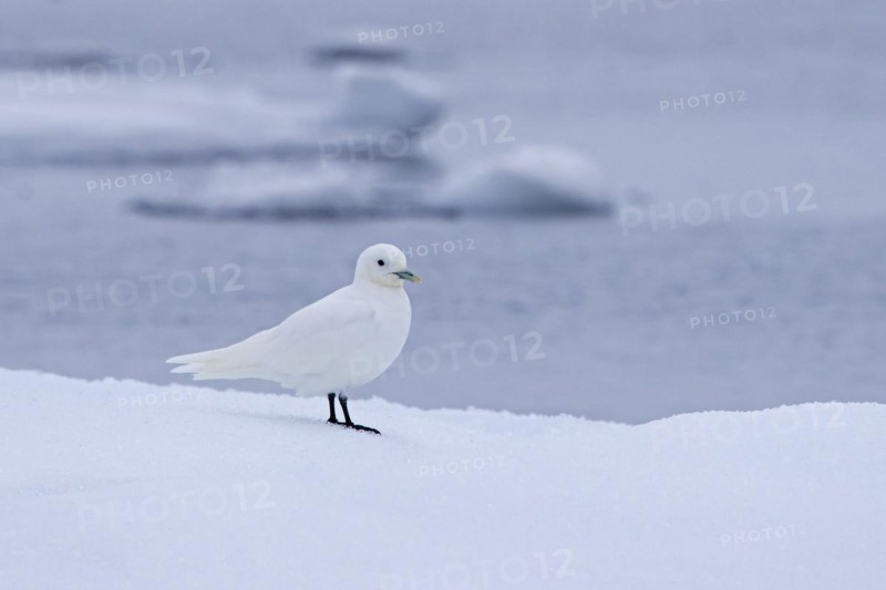 Ivory gull