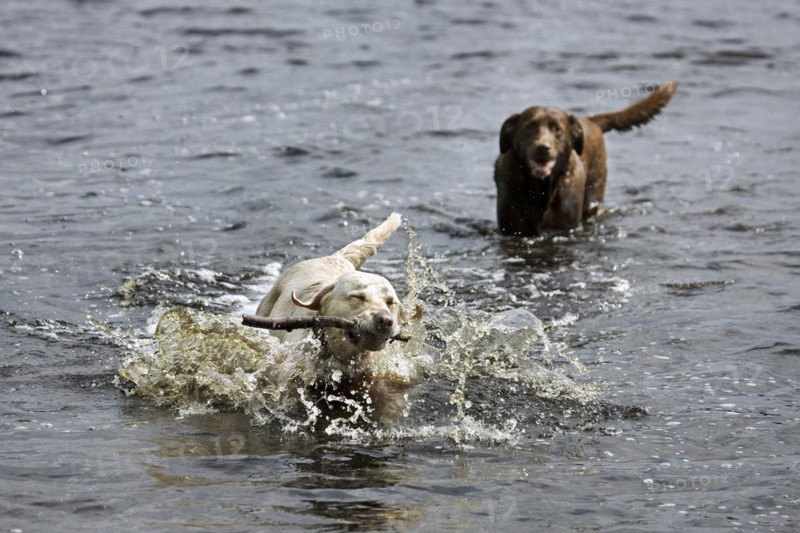 Golden retriever