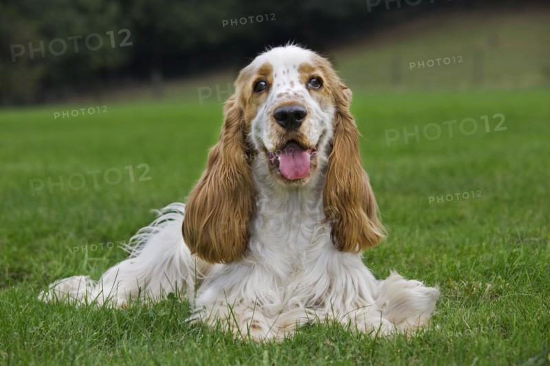 English Cocker Spaniel