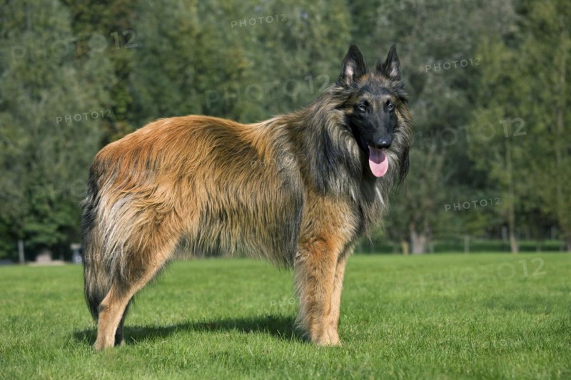 Belgian Shepherd Tervuren
