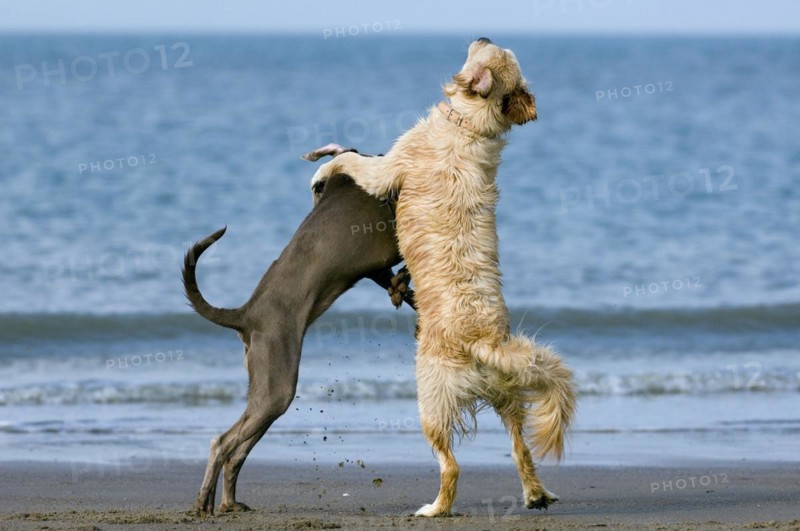 Golden retriever