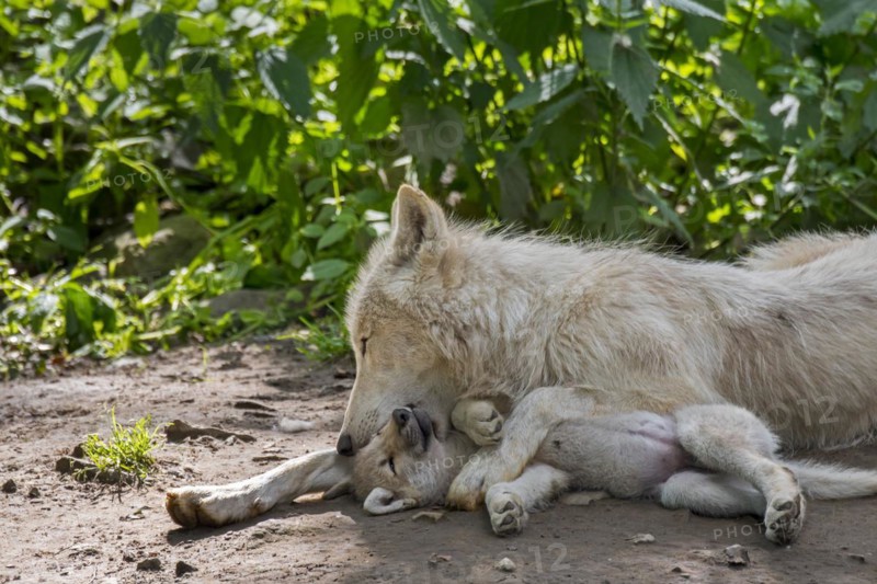 Hudson Bay wolves