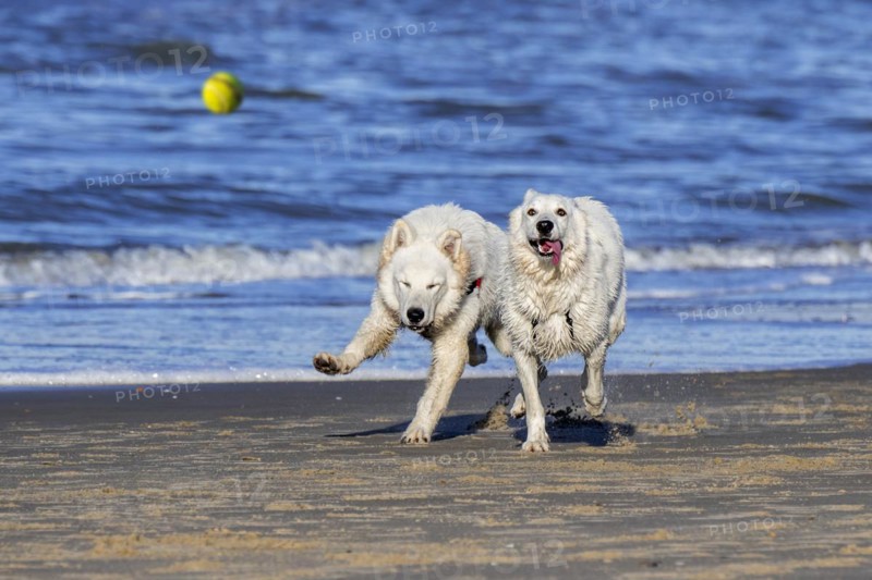 Two Berger Blanc Suisse dogs
