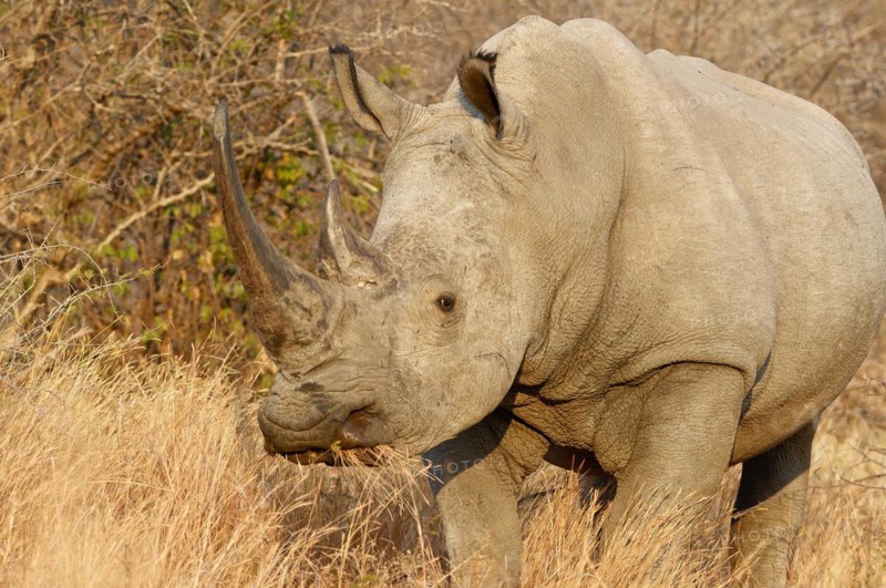 White rhinoceros