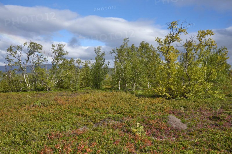 Row of trees in Abisko National Park