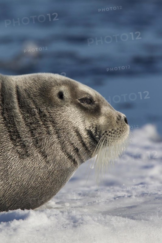 Bearded seal
