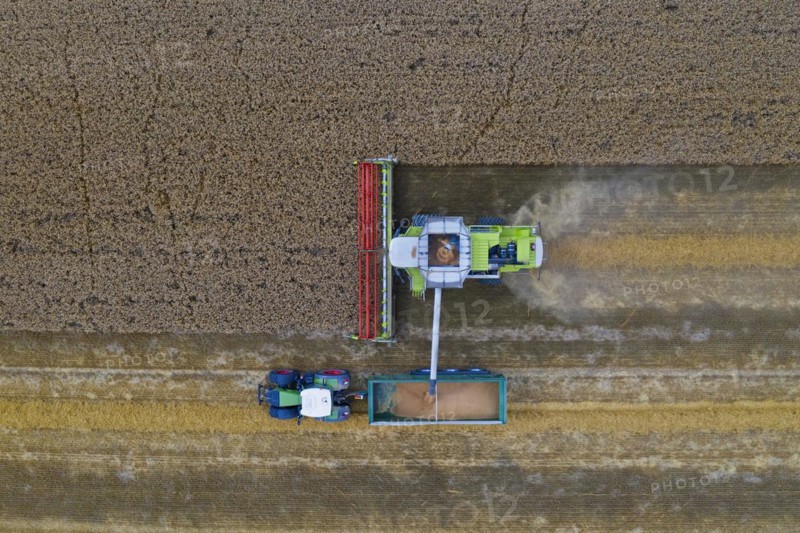 Aerial view of combine harvester and tractor with trailer harvesting rapeseed field in summer