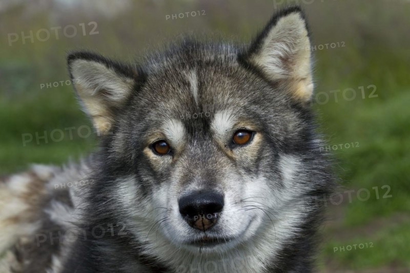 Greenland dog