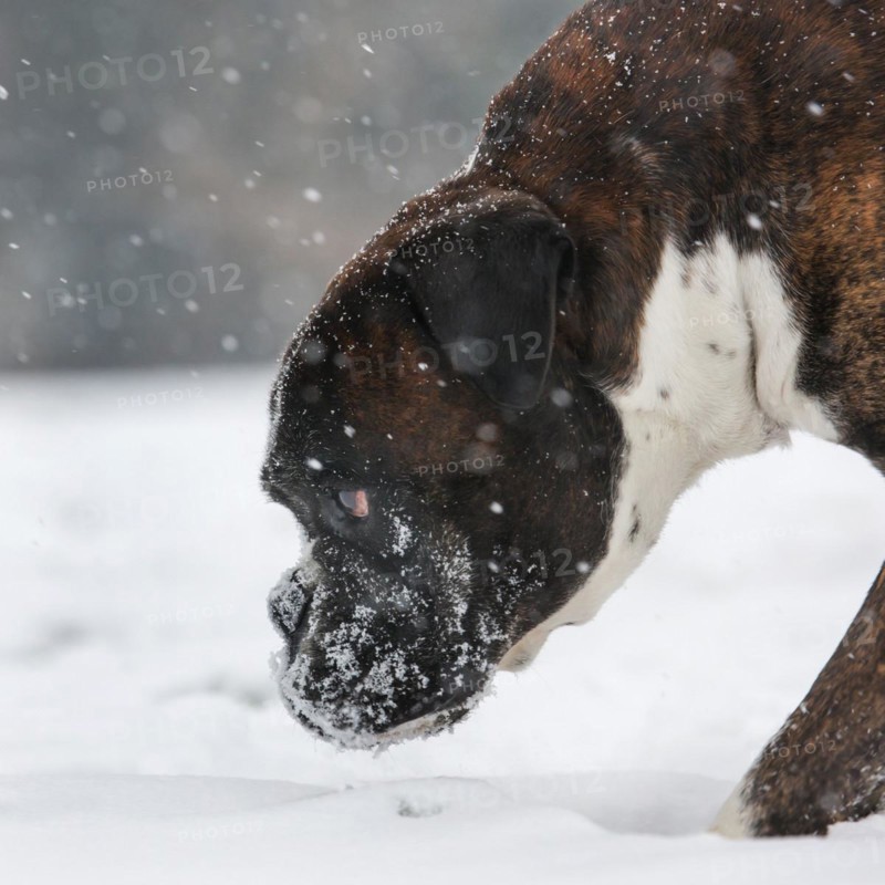 Boxer dog in the snow in forest during snowfall in winter