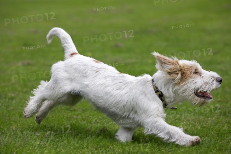 Basset griffon vendeen