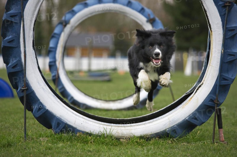 Border Collie
