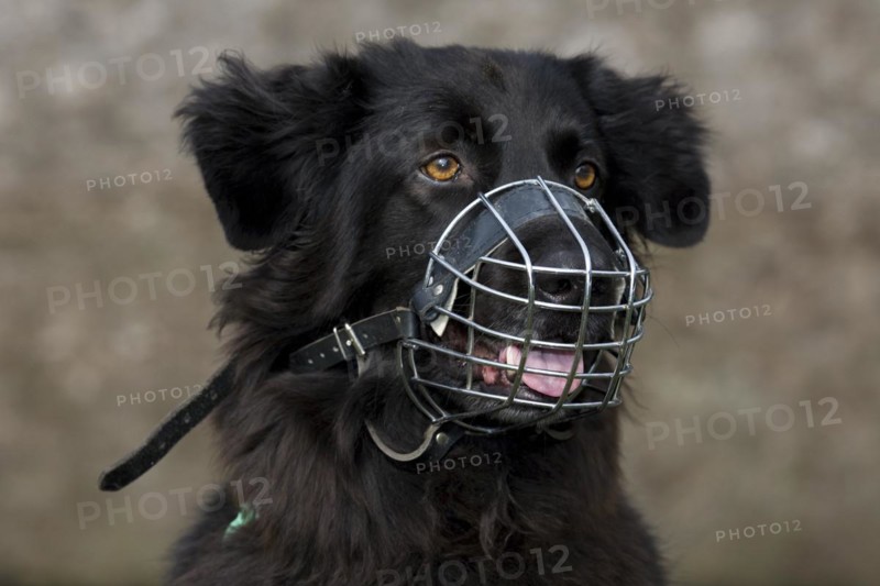Close up of black mongrel dog wearing muzzle to prevent biting