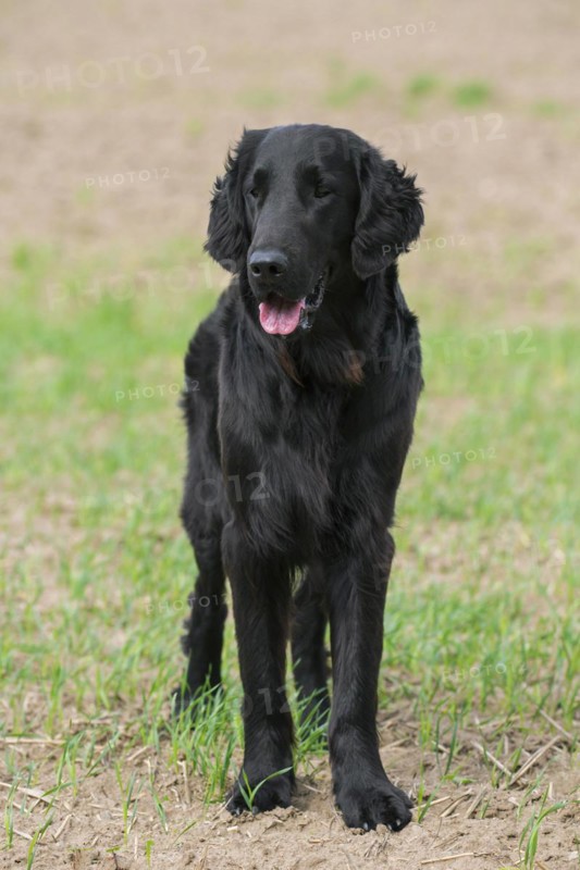 Black flat-coated retriever in field