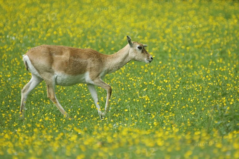 Antelope cervicapra