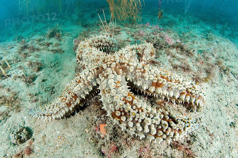 Spiny starfish