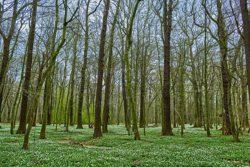 The Lasker Auenwald nature reserve in the Sorbian settlement area in spring