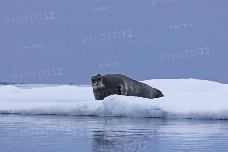 Bearded seal