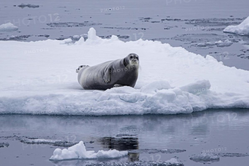 Bearded seal