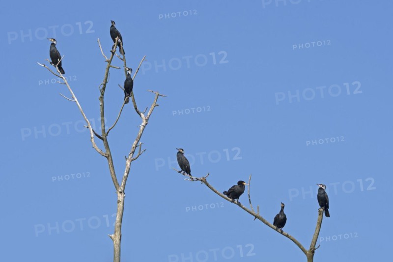 Colony of great cormorants