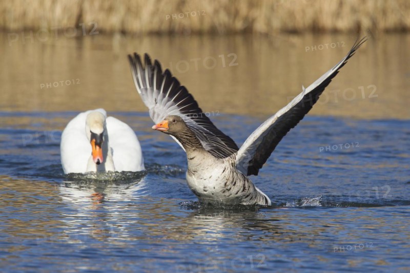 Territorial mute swan
