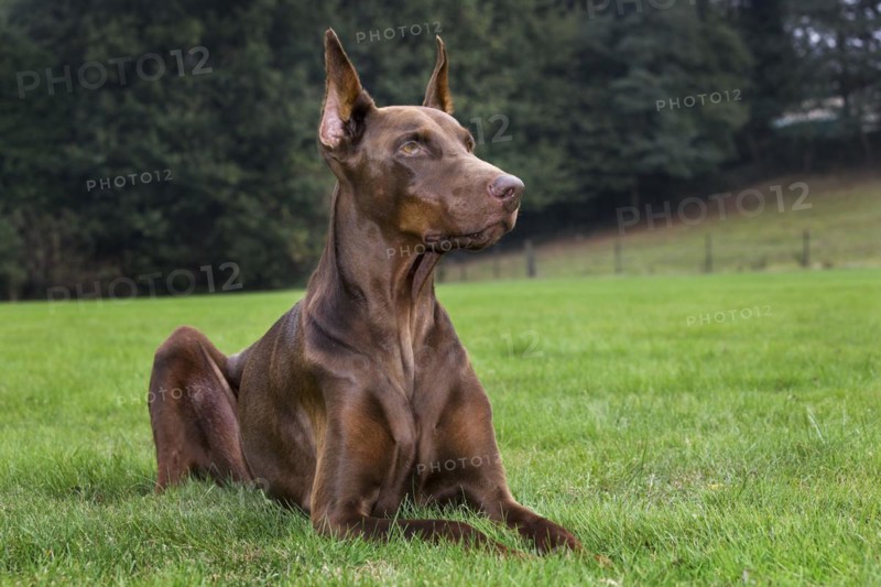 Doberman Pinscher