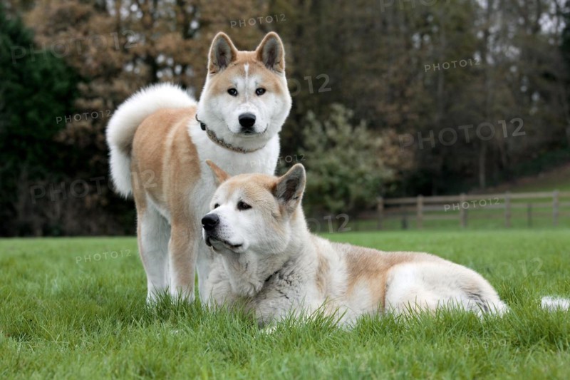 Akita Inu