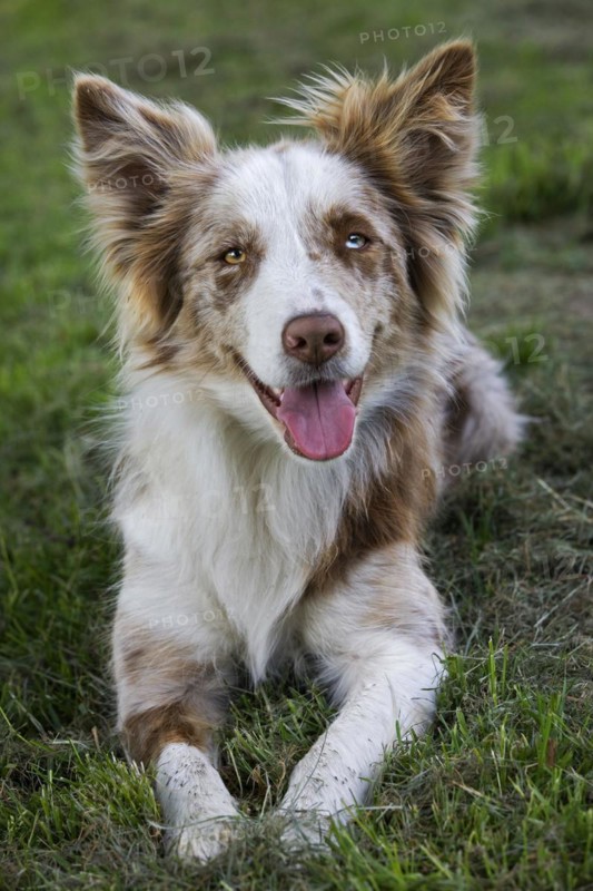 Red merle Border Collie