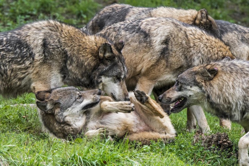 Submissive gray wolf