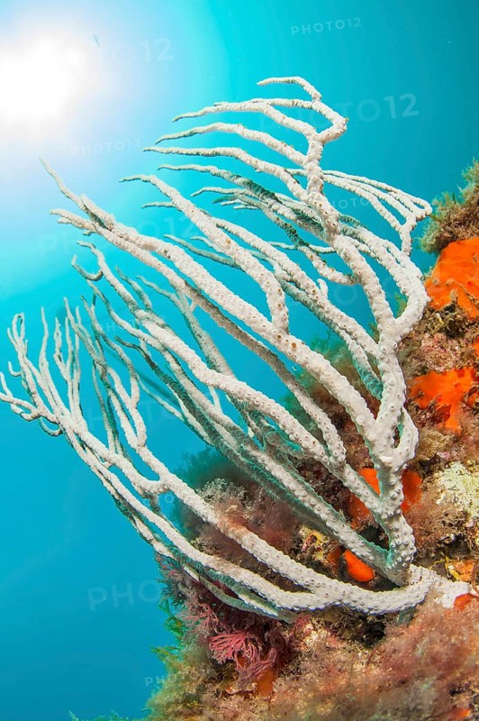 White gorgonian