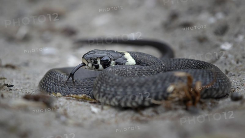 Grass snake